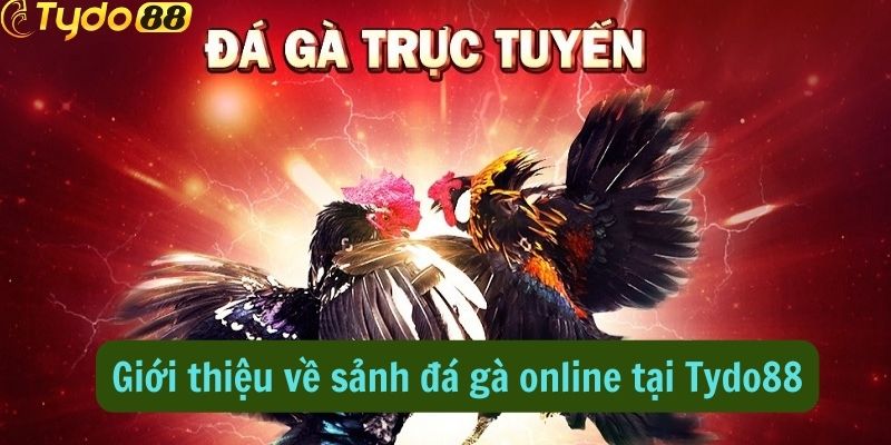 Giới thiệu về sảnh đá gà online tại Tydo88